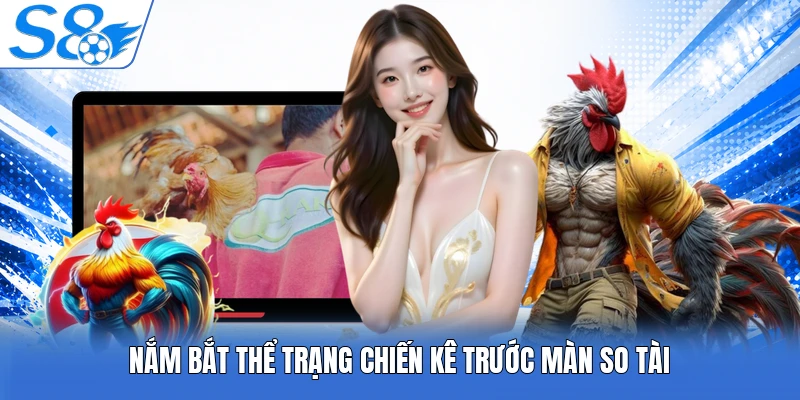 Nắm bắt thể trạng chiến kê trước màn so tài